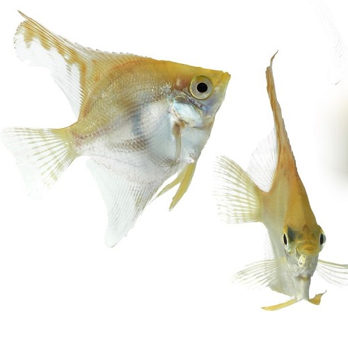 Pterophyllum scalare - Scalaire doré M